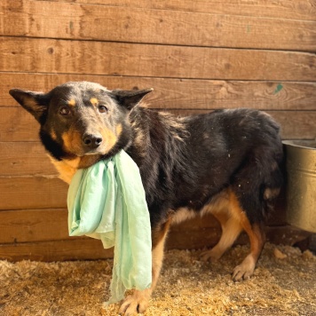 Собаки в добрые руки - Баба Галя - 1