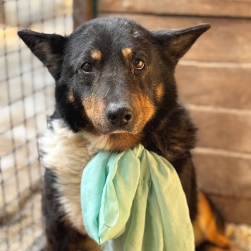 Собаки в добрые руки - Баба Галя - 2