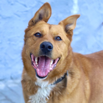 Собаки в добрые руки - Рыжий