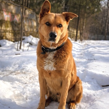 Собаки в добрые руки - Рыжий - 1