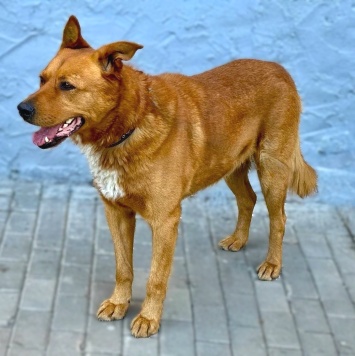 Собаки в добрые руки - Рыжий - 2