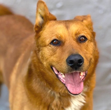 Собаки в добрые руки - Рыжий - 3