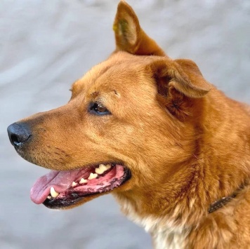 Собаки в добрые руки - Рыжий - 4