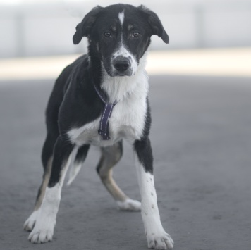 Собаки в добрые руки - Эшли