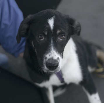 Собаки в добрые руки - Эшли - 1