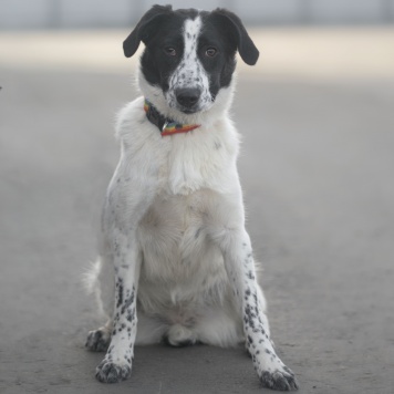 Собаки в добрые руки - Апрелька