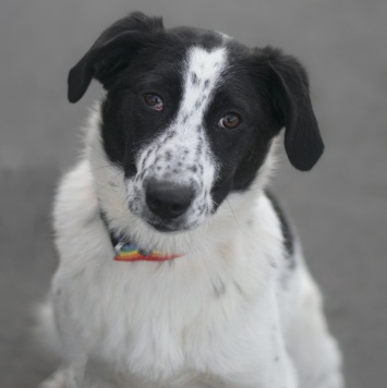 Собаки в добрые руки - Апрелька - 1