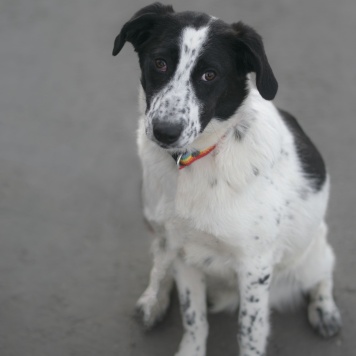 Собаки в добрые руки - Апрелька - 2