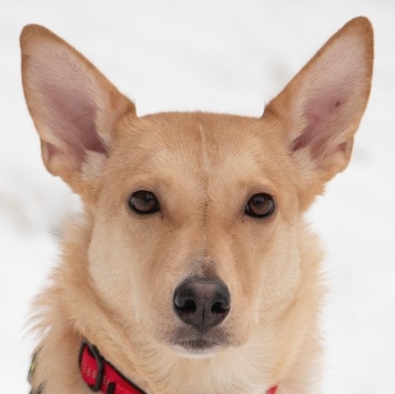 Собаки в добрые руки - Лисян