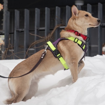 Собаки в добрые руки - Лисян - 1