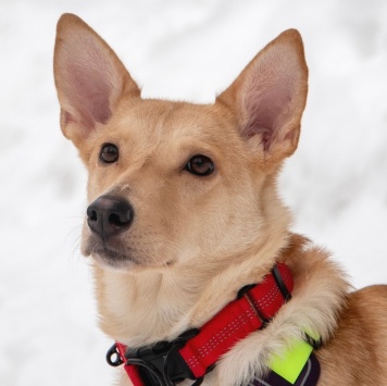 Собаки в добрые руки - Лисян - 2