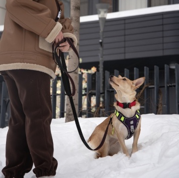 Собаки в добрые руки - Лисян - 3