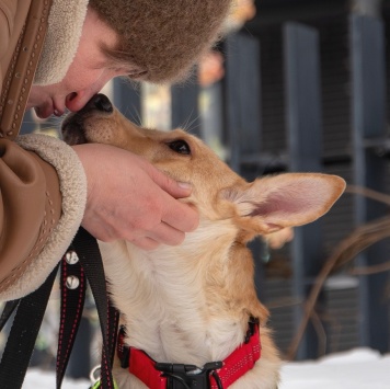 Собаки в добрые руки - Лисян - 4