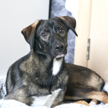 Джони - Собаки в добрые руки