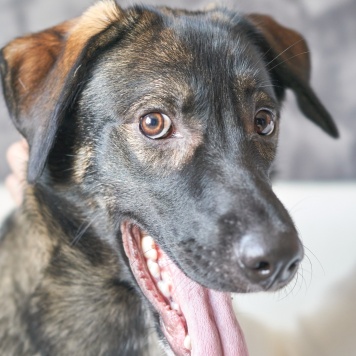 Собаки в добрые руки - Джони - 2