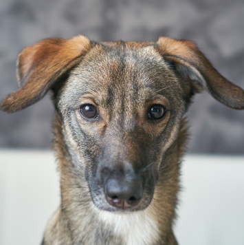 Собаки в добрые руки - Софи