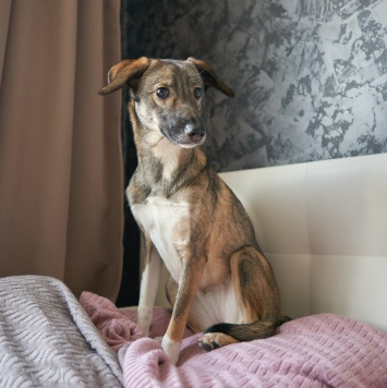 Собаки в добрые руки - Софи - 1