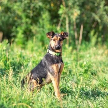 Собаки в добрые руки - Ива