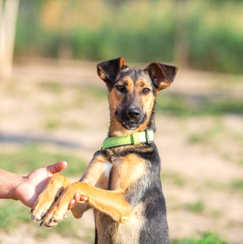 Собаки в добрые руки - Ива - 1