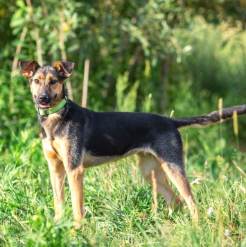 Собаки в добрые руки - Ива - 2