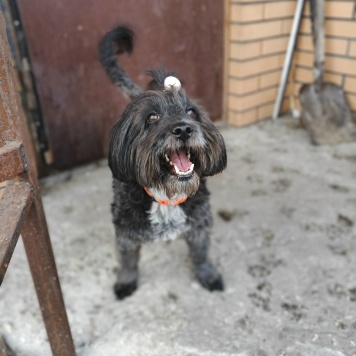 Собаки в добрые руки - Герда