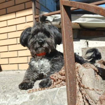 Собаки в добрые руки - Герда - 1