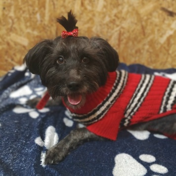 Собаки в добрые руки - Герда - 2