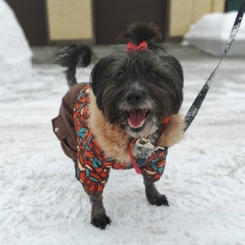 Собаки в добрые руки - Герда - 3