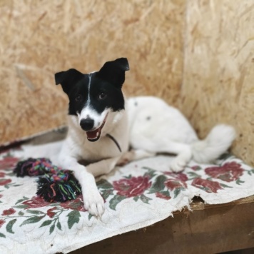 Собаки в добрые руки - Фея