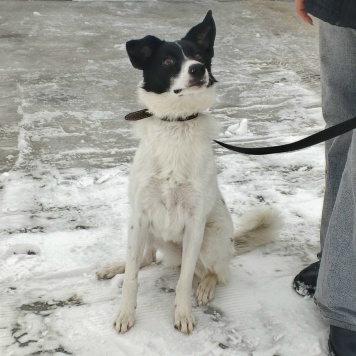 Собаки в добрые руки - Фея - 1