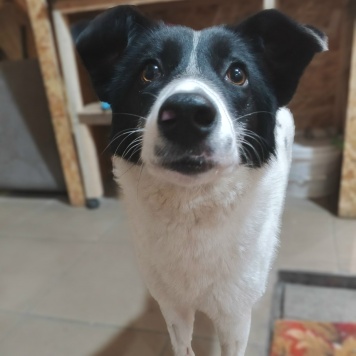 Собаки в добрые руки - Фея - 2