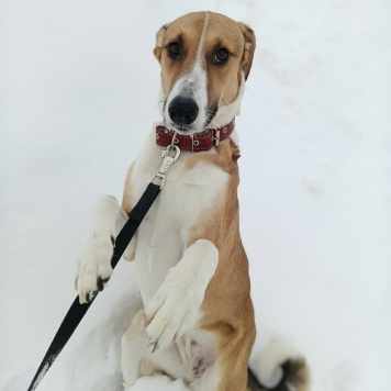 Собаки в добрые руки - Саша