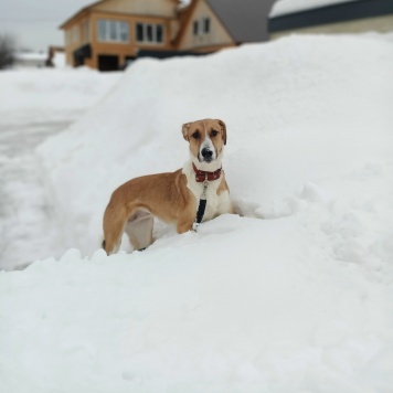 Собаки в добрые руки - Саша - 1