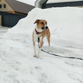 Собаки в добрые руки - Саша - 2