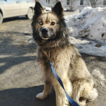 Собаки в добрые руки - Алиса