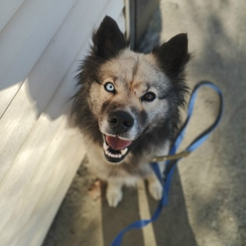 Собаки в добрые руки - Алиса - 1