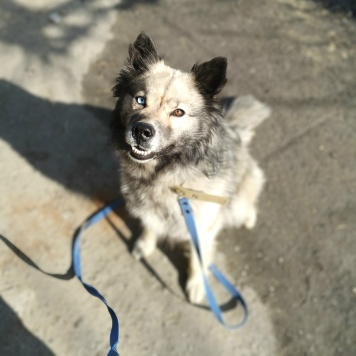 Собаки в добрые руки - Алиса - 2