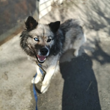 Собаки в добрые руки - Алиса - 3