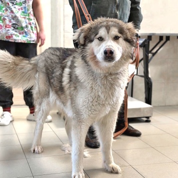 Собаки в добрые руки - Тали