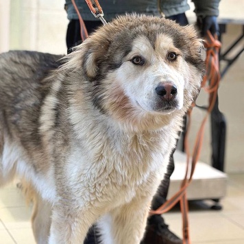 Собаки в добрые руки - Тали - 1