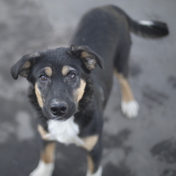 Кристи - Собаки в добрые руки