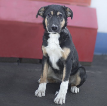 Собаки в добрые руки - Кристи - 1