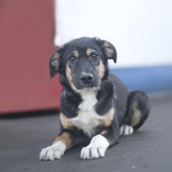 Собаки в добрые руки - Кристи - 2