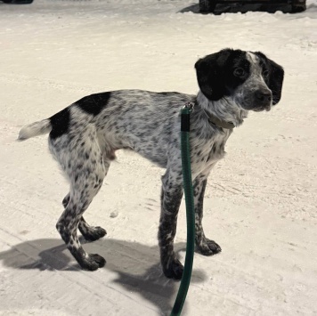 Собаки в добрые руки - Тайсон