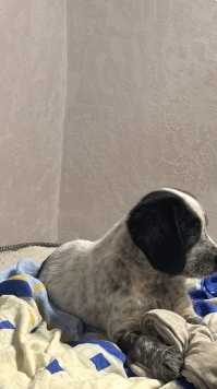 Собаки в добрые руки - Тайсон - 1