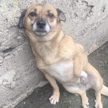 Собаки в добрые руки - Микки