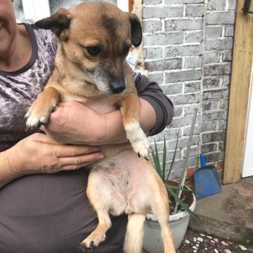 Собаки в добрые руки - Микки - 1