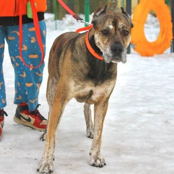 Собаки в добрые руки - Алана