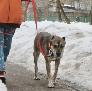 Собаки в добрые руки - Алана - 1