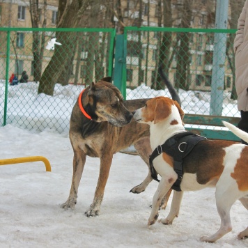 Собаки в добрые руки - Алана - 2